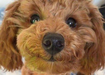 Dogs just love to get your attention