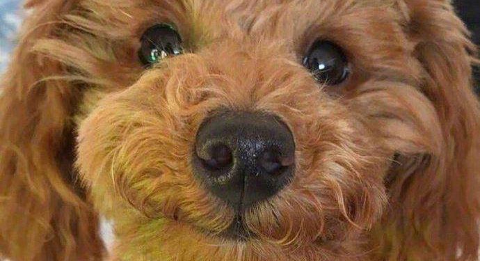 Dogs just love to get your attention