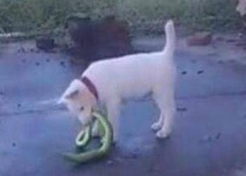 The puppy walked to the owner with a “cucumber” in its mouth