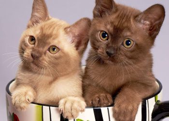 What kind of people keep cats? Find out what type you are!