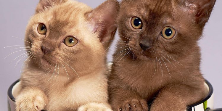 What kind of people keep cats? Find out what type you are!
