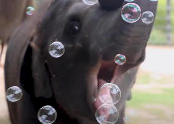Baby Elephant Plays With Bubbles at Fort Worth Zoo