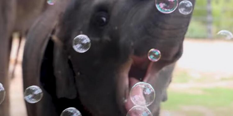 Baby Elephant Plays With Bubbles at Fort Worth Zoo