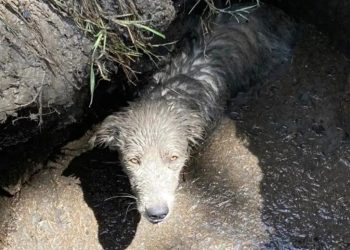 Puppy rescued after getting stuck in Texas sinkhole