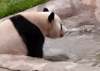 Panda thought he was about to drown, but the water was only half a meter deep