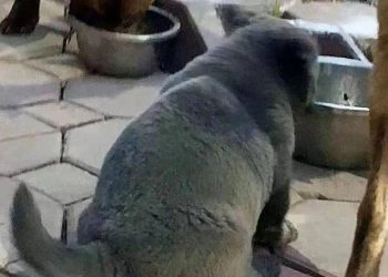 That emoji dog has grown up, and what it looks like now…ha