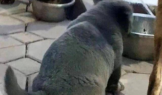 That emoji dog has grown up, and what it looks like now…ha