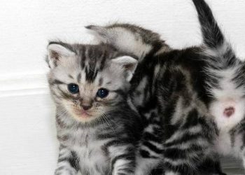 Can a newborn kitten be petted? better not to do it