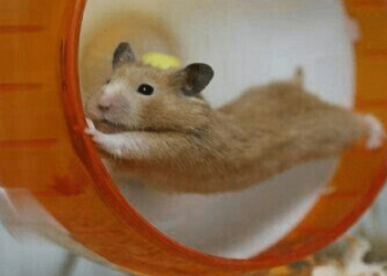 What happens when a cat meets a pet hamster?