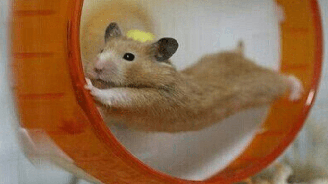 What happens when a cat meets a pet hamster?