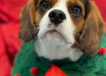 Alarm raised over spate of fatal ‘poisonings’ at popular Buddina dog park