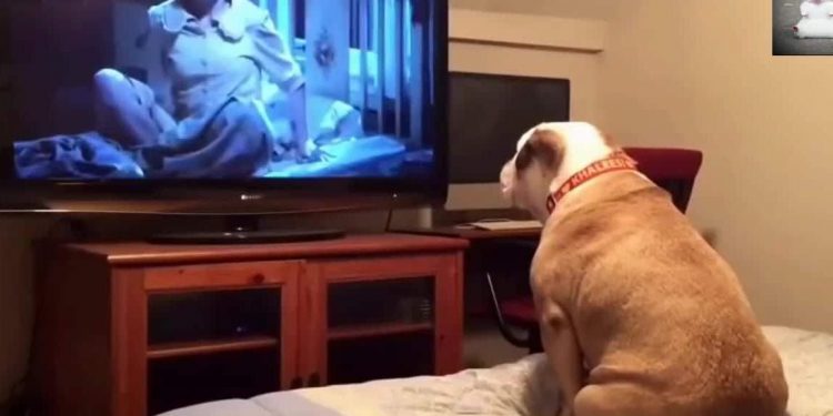 The dog was watching a horror movie seriously, and the owner suddenly stretched out his hands…