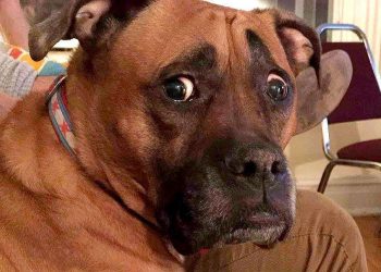 The baby suddenly farted on the dog, and the next second the dog’s reaction was stunned