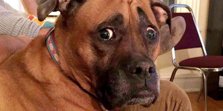 The baby suddenly farted on the dog, and the next second the dog’s reaction was stunned