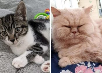 Father and daughter duo solve mystery of neighbour cat killer