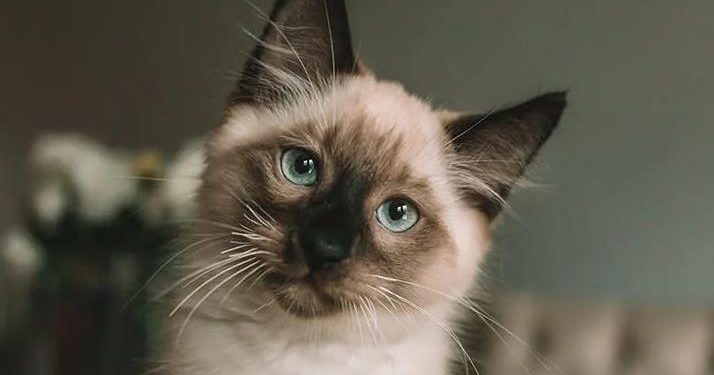 14 Cat Breeds from Asia with Incredible Histories