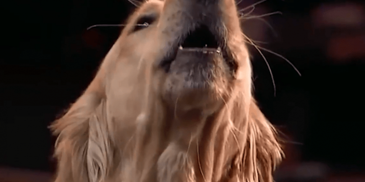 Netizens’ dogs can sing, no one believes it!