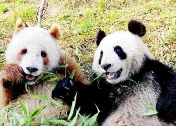 Brown panda, the only one in the world！