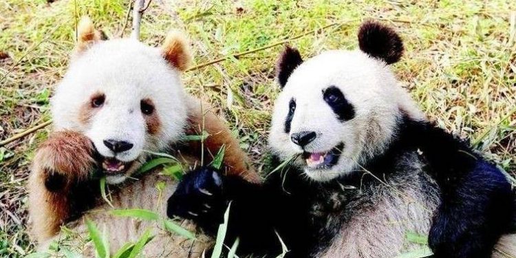 Brown panda, the only one in the world!