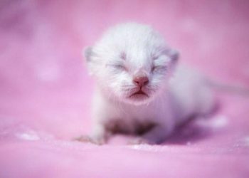 What do newborn kittens eat?
