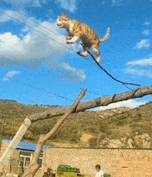 Orange cat shows hunting skills: walking between wires.
