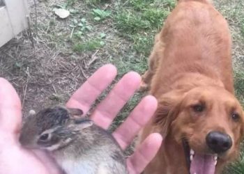 Dogs go out for “explorations” and always bring back various things to their owners, including rabbits, pigeons and even deer.