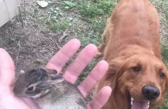 Dogs go out for “explorations” and always bring back various things to their owners, including rabbits, pigeons and even deer.