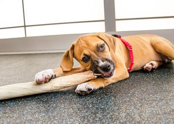 Mouthing, Nipping and Biting in Puppies