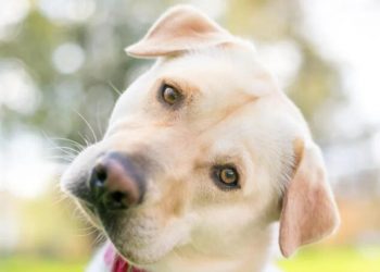 Don’t let your pooch fool you … puppy-dog eyes are a myth