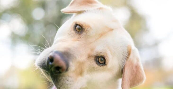 Don’t let your pooch fool you … puppy-dog eyes are a myth