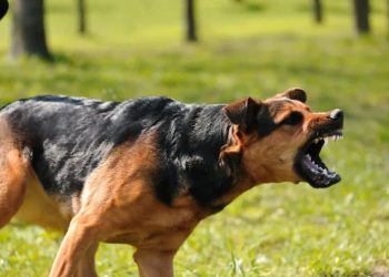 Police kill ‘aggressive’ dog after it bites two victims and attacks people in street