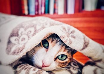 What care do cats need in winter