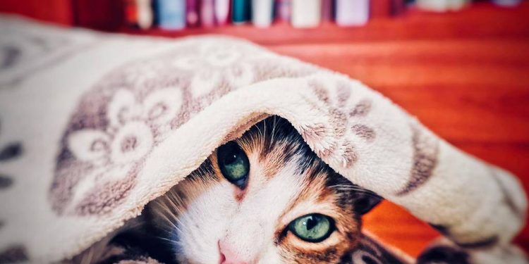 What care do cats need in winter