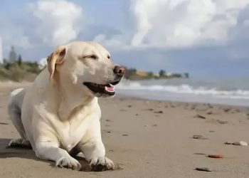 Dogs wring their buttocks may not be happy, they may be sick