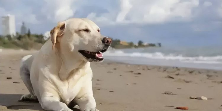 Dogs wring their buttocks may not be happy, they may be sick