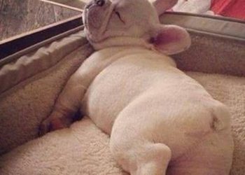 Dogs have these “actions” before going to bed, indicating that their bodies are great