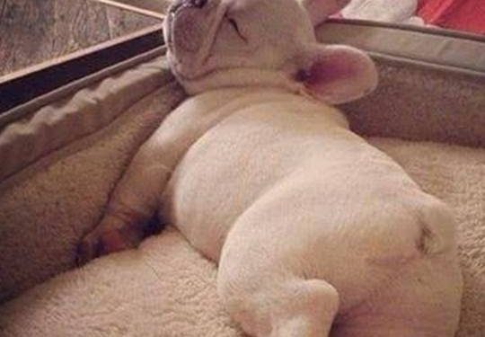 Dogs have these “actions” before going to bed, indicating that their bodies are great