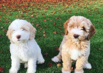 The owner always massages the dog’s buttocks, the dog: indifference and indifferent