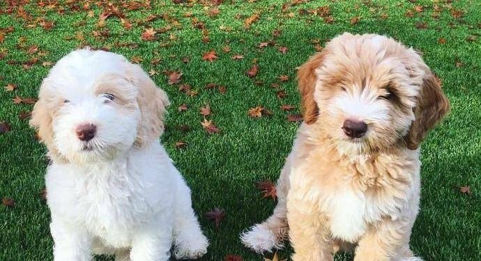 The owner always massages the dog’s buttocks, the dog: indifference and indifferent