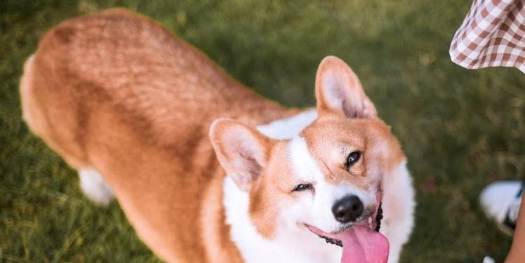 If you want to have a “longevity dog”, you have to do these points!