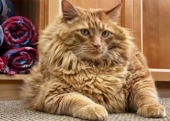 The forgetful owner kept adding food to the cat’s dinner plate, and the orange cat ate it directly and became a pig……