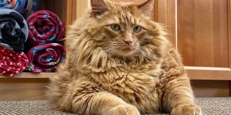 The forgetful owner kept adding food to the cat’s dinner plate, and the orange cat ate it directly and became a pig……