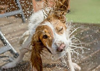 how to keep your pet cool