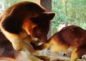 Baby Tree Kangaroo Finds Confidence Outside of Mother’s Pouch