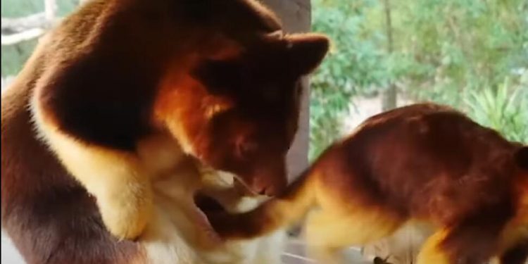 Baby Tree Kangaroo Finds Confidence Outside of Mother’s Pouch