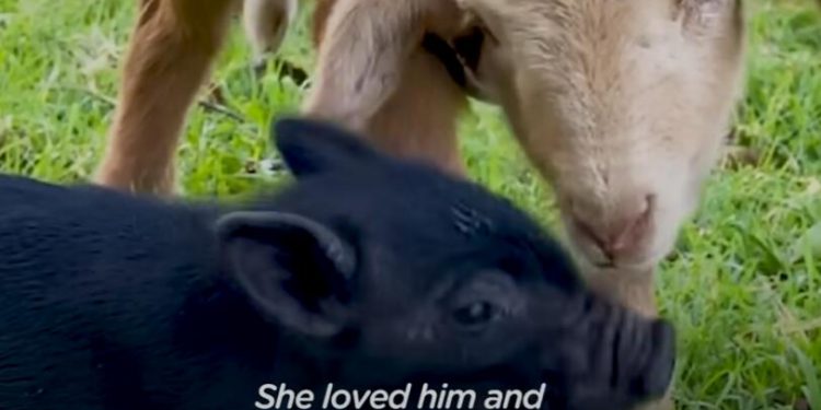 Orphaned Lamb And Piglet Become Instant Friends