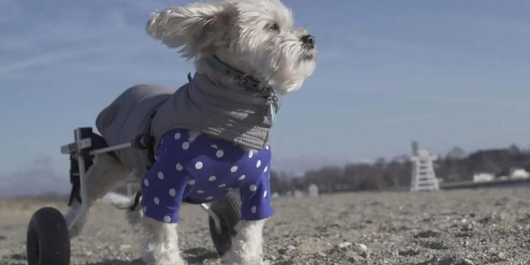 ‘Free Puppies!’ Review: A Fight to Save a Dog’s Life