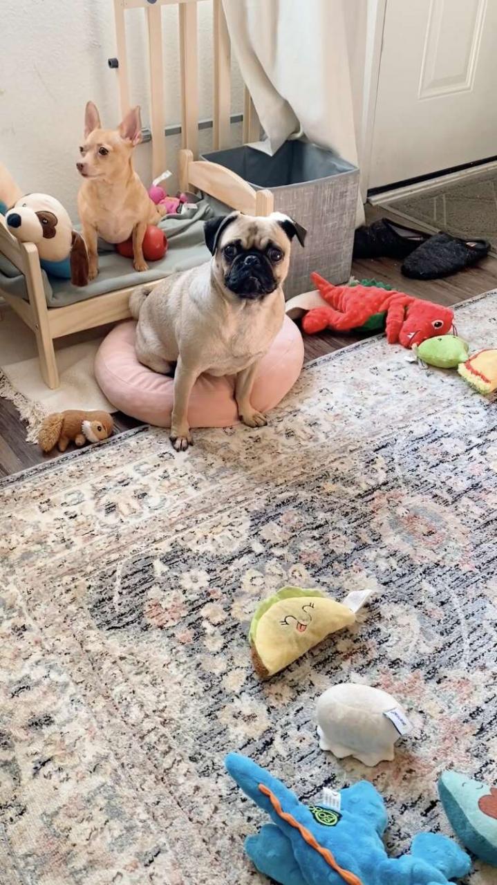 cute dogs