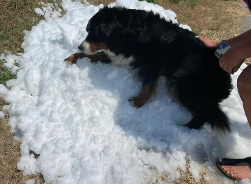 People Rally To Give Dying Dog One Last Snow Day In The Middle Of Summer