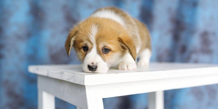 The 6 most “stingy” dogs, who love to hold grudges and are very possessive